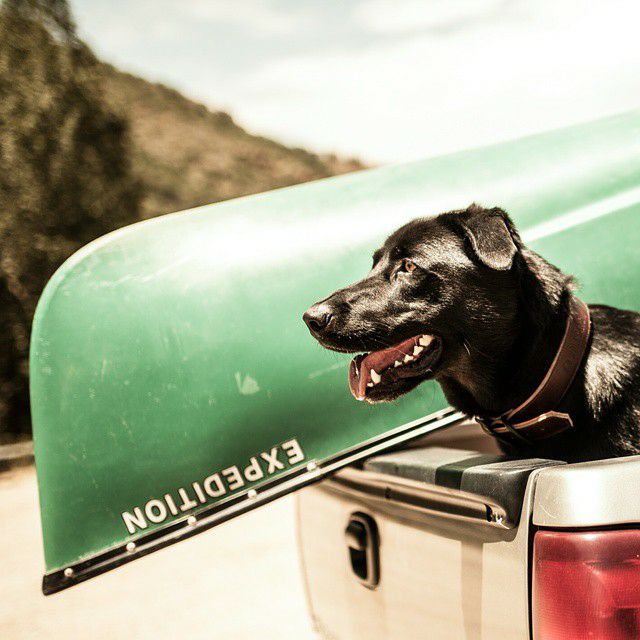 Horween LEATHER COLLAR ( XL size ) | WOLFGANG