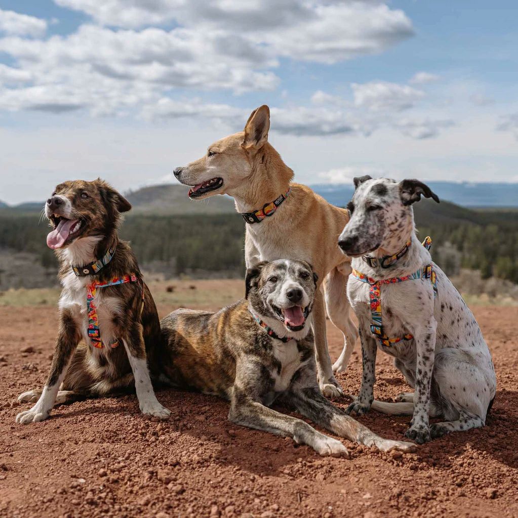 PackLeader Harness ( S size ) | WOLFGANG