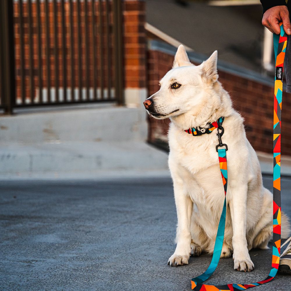 ShatterShapes Leash ( S size ) | WOLFGANG