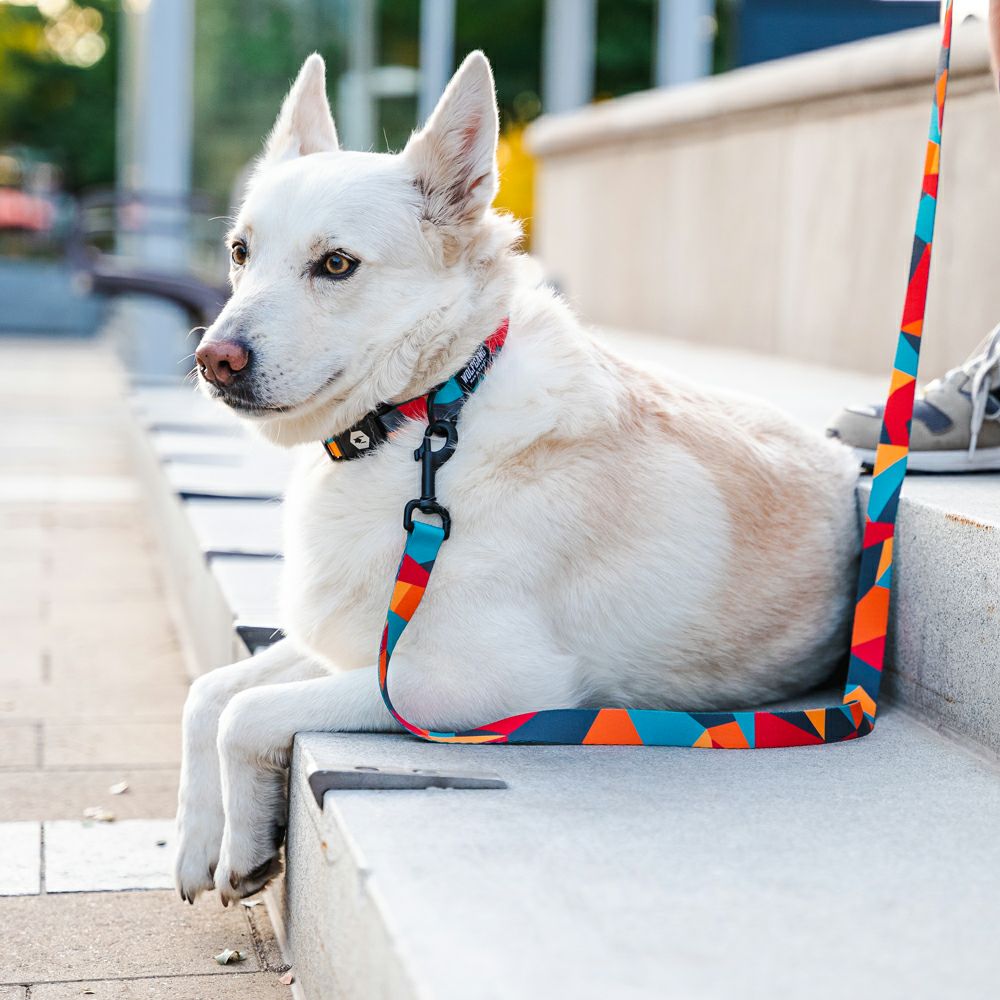 ShatterShapes Leash ( S size ) | WOLFGANG