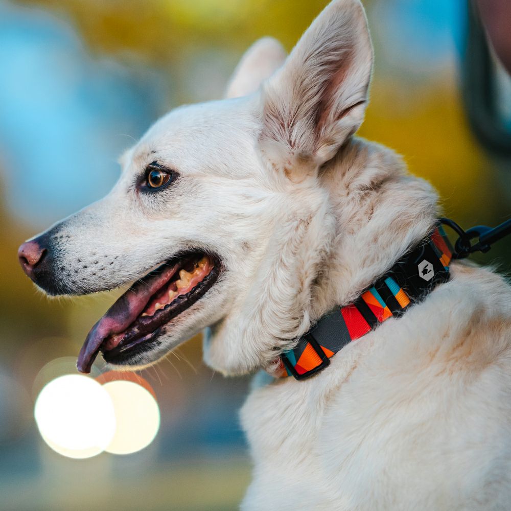 ShatterShapes Leash ( S size ) | WOLFGANG