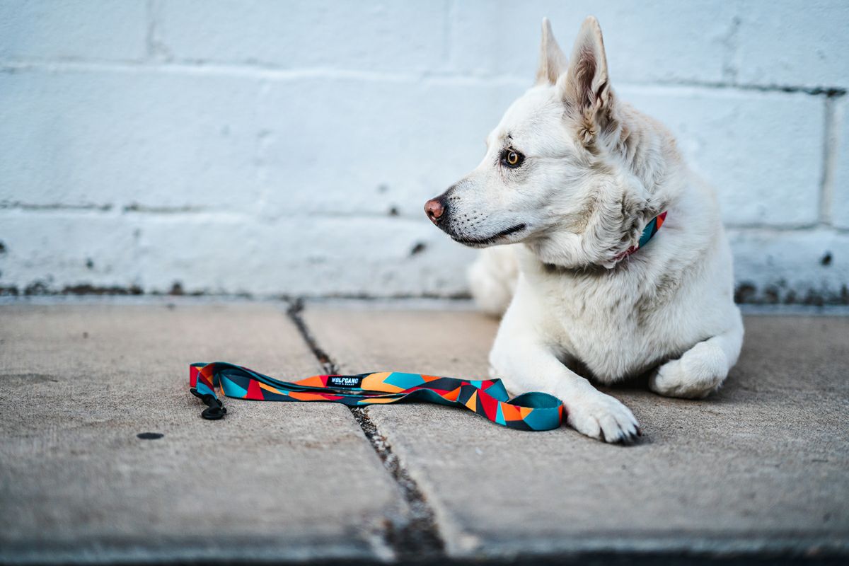 ShatterShapes Harness ( L size )