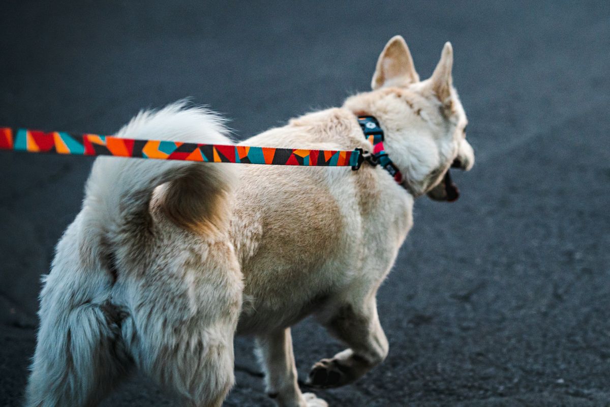 ShatterShapes Harness ( L size )