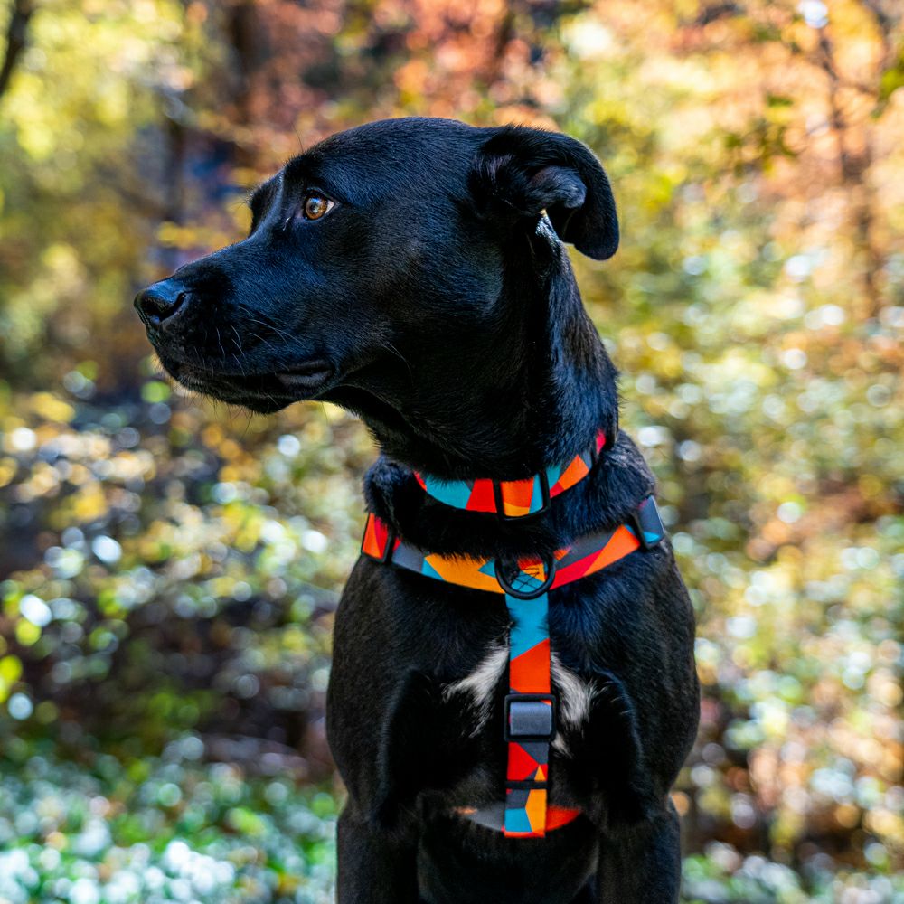 ShatterShapes Harness ( XL size )