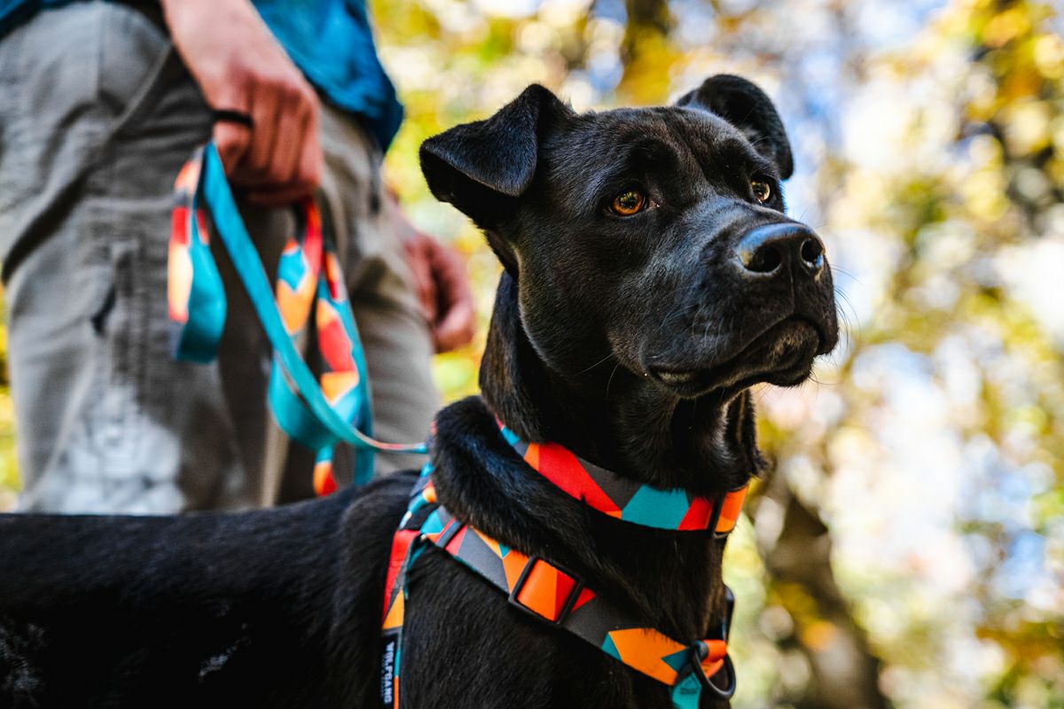 ShatterShapes Harness ( XL size )