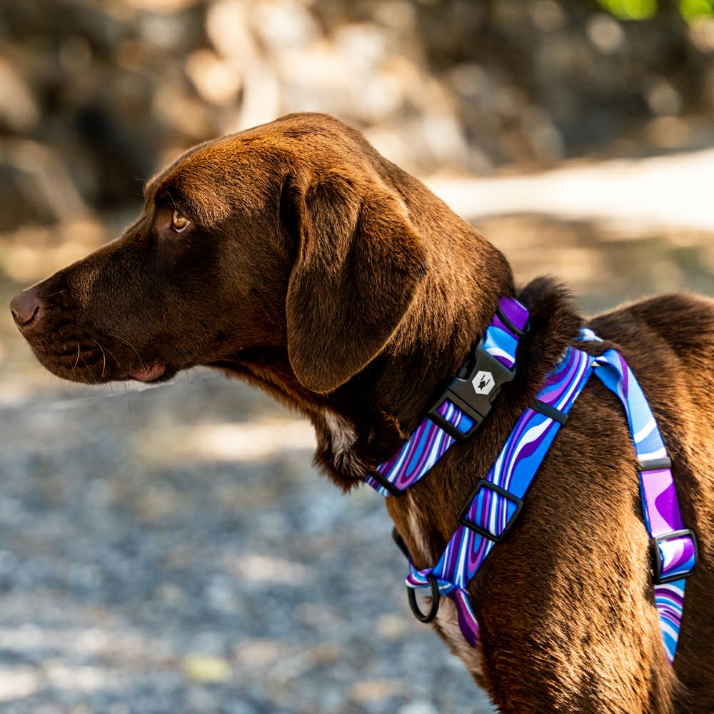 MarbleWave Harness ( L size ) | WOLFGANG