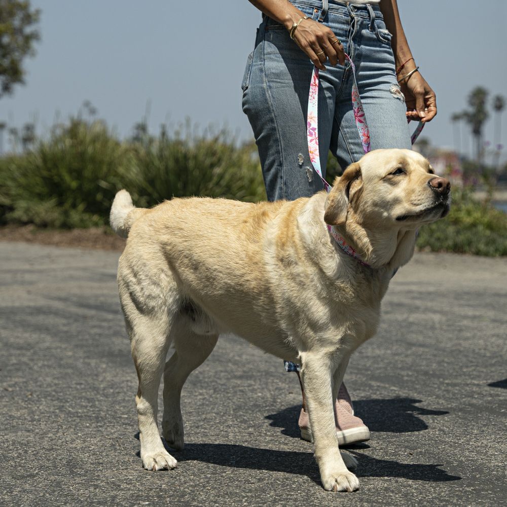 it-dogsスプリングドレスS Cotton Jacquard Lily Print Shirring