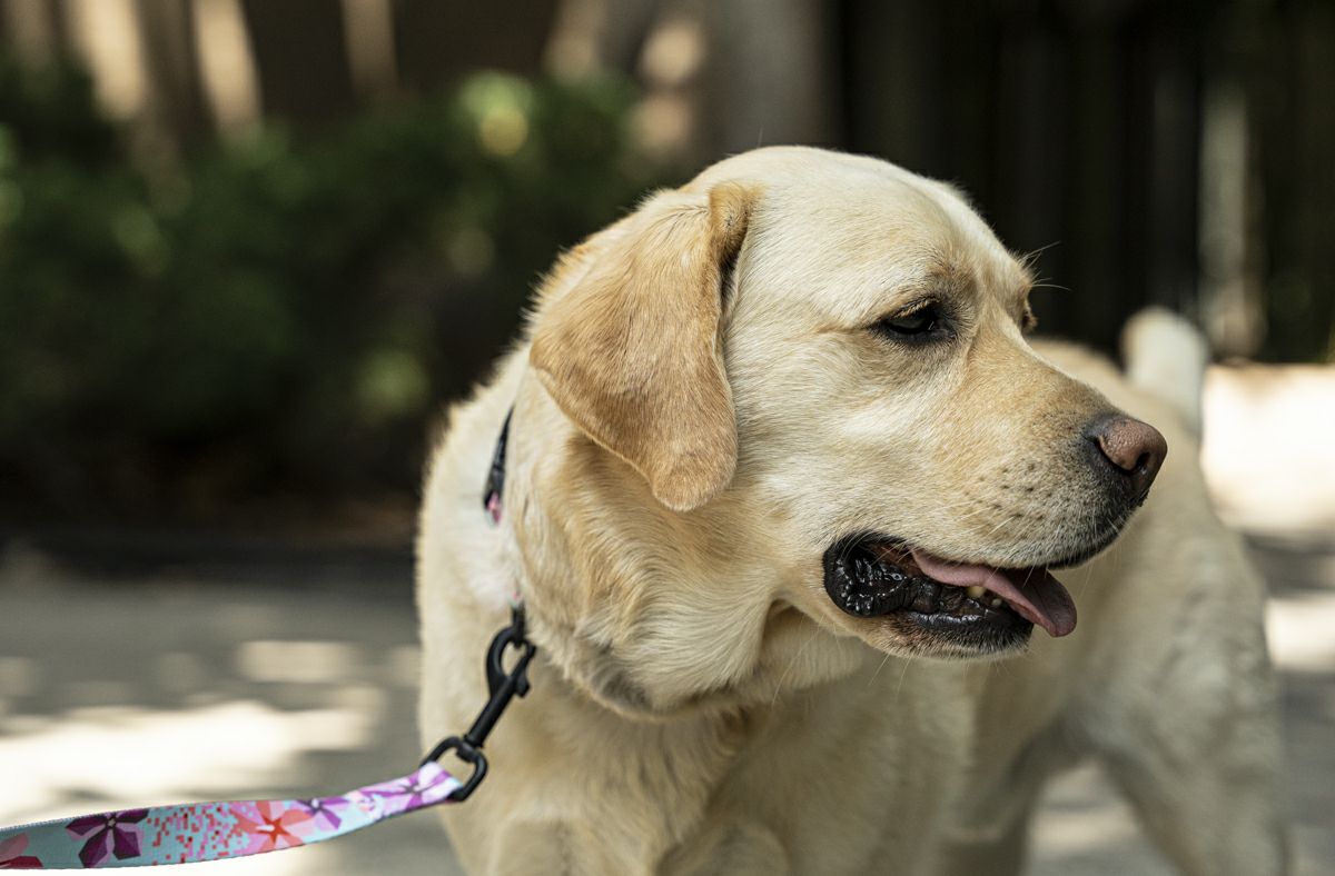 DigiFloral Harness ( S size ) | WOLFGANG