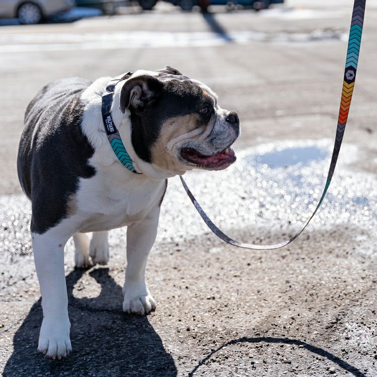 ChevTech COLLAR ( M size ) | WOLFGANG