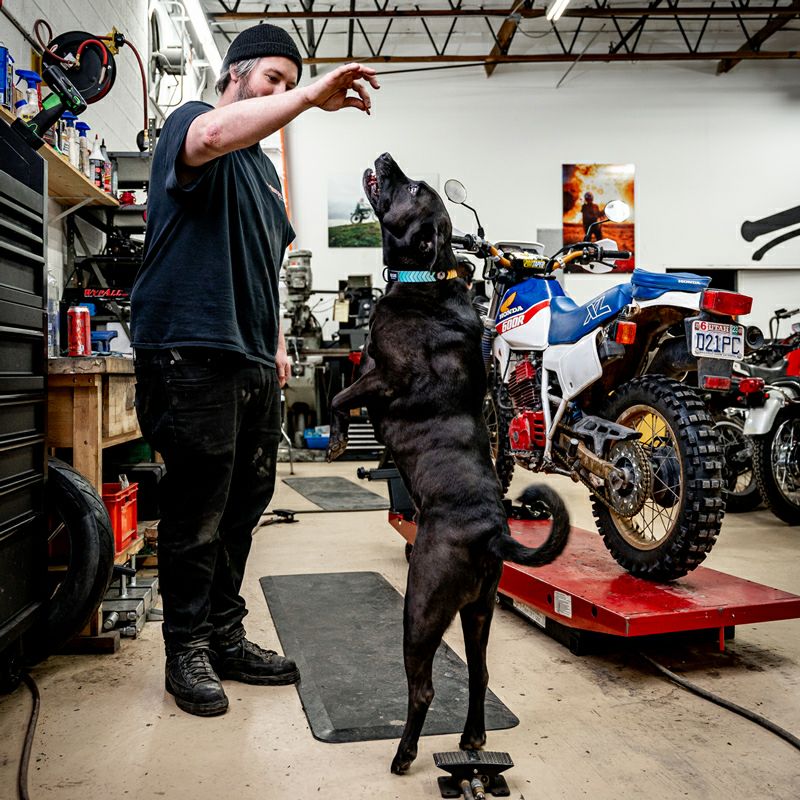 ChevTech COLLAR ( S size ) | WOLFGANG