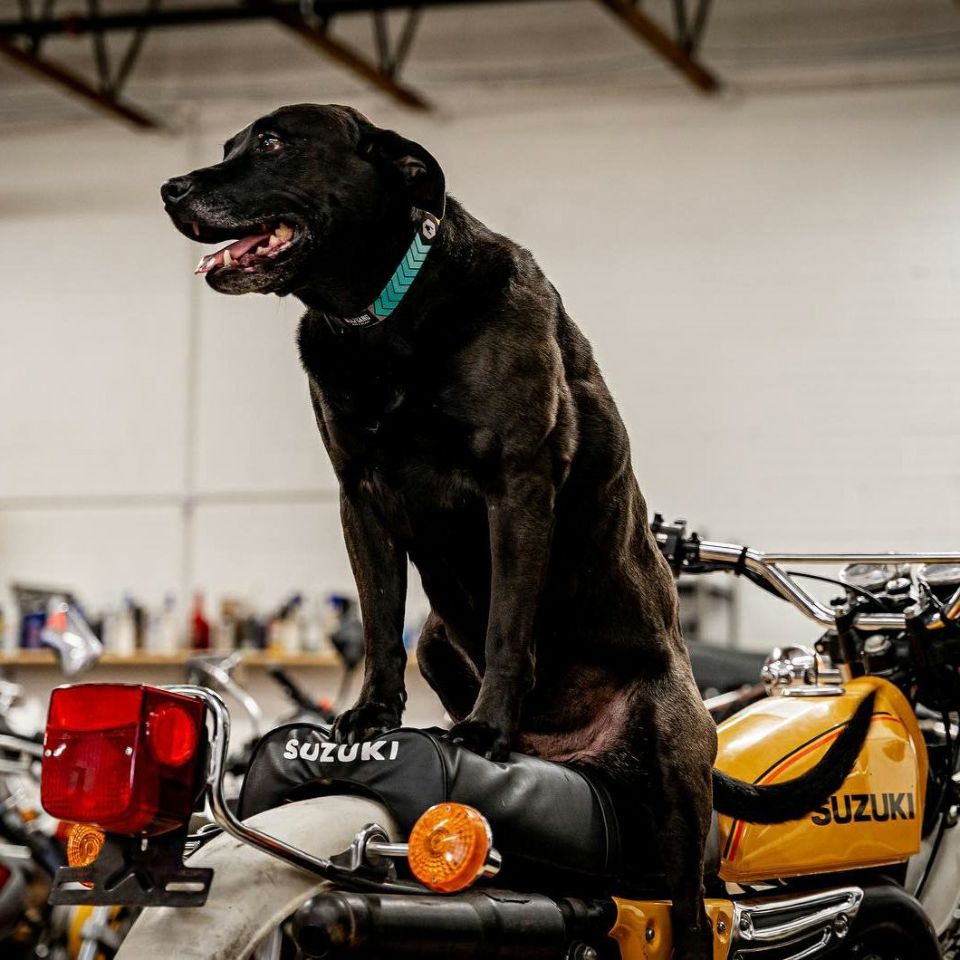 ChevTech COLLAR ( S size ) | WOLFGANG