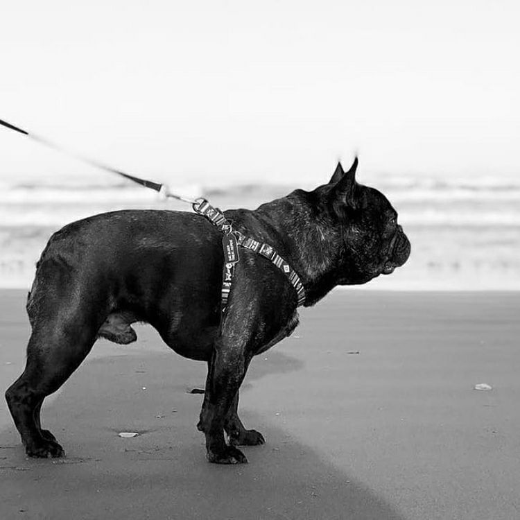 NewMoon HARNESS ( L size ) | WOLFGANG