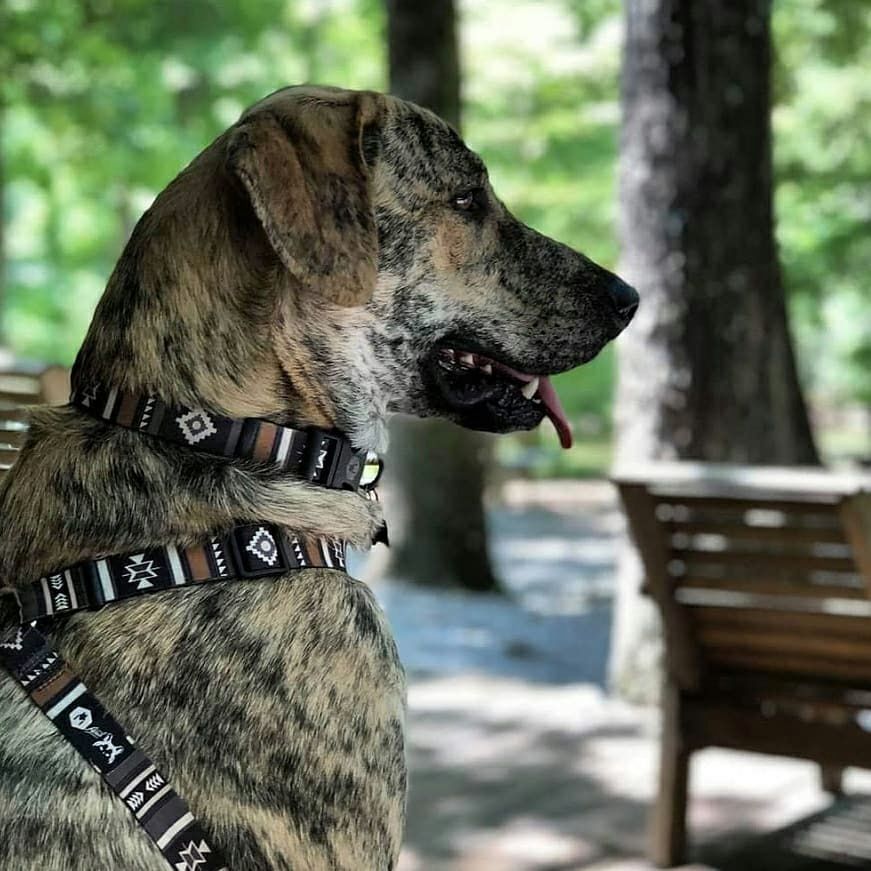 NewMoon HARNESS ( L size ) | WOLFGANG