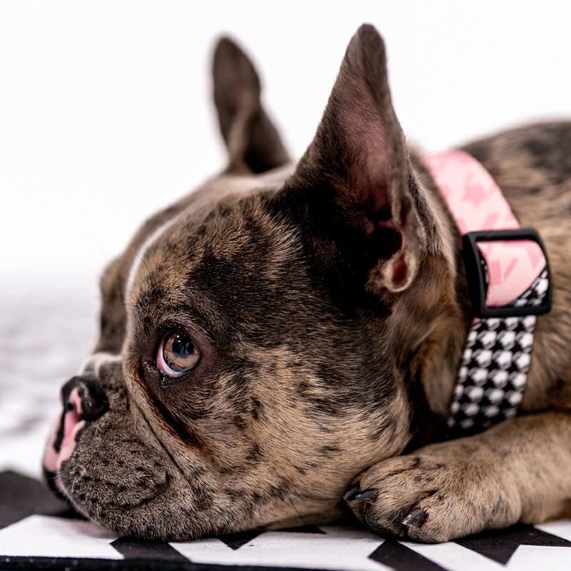 HoundsPink COLLAR ( M size ) | WOLFGANG