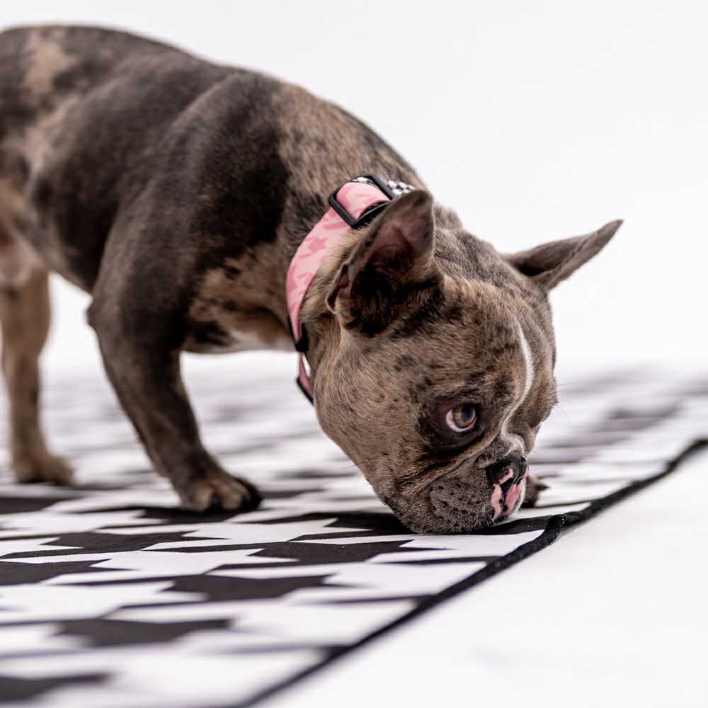 HoundsPink HARNESS ( M size ) | WOLFGANG