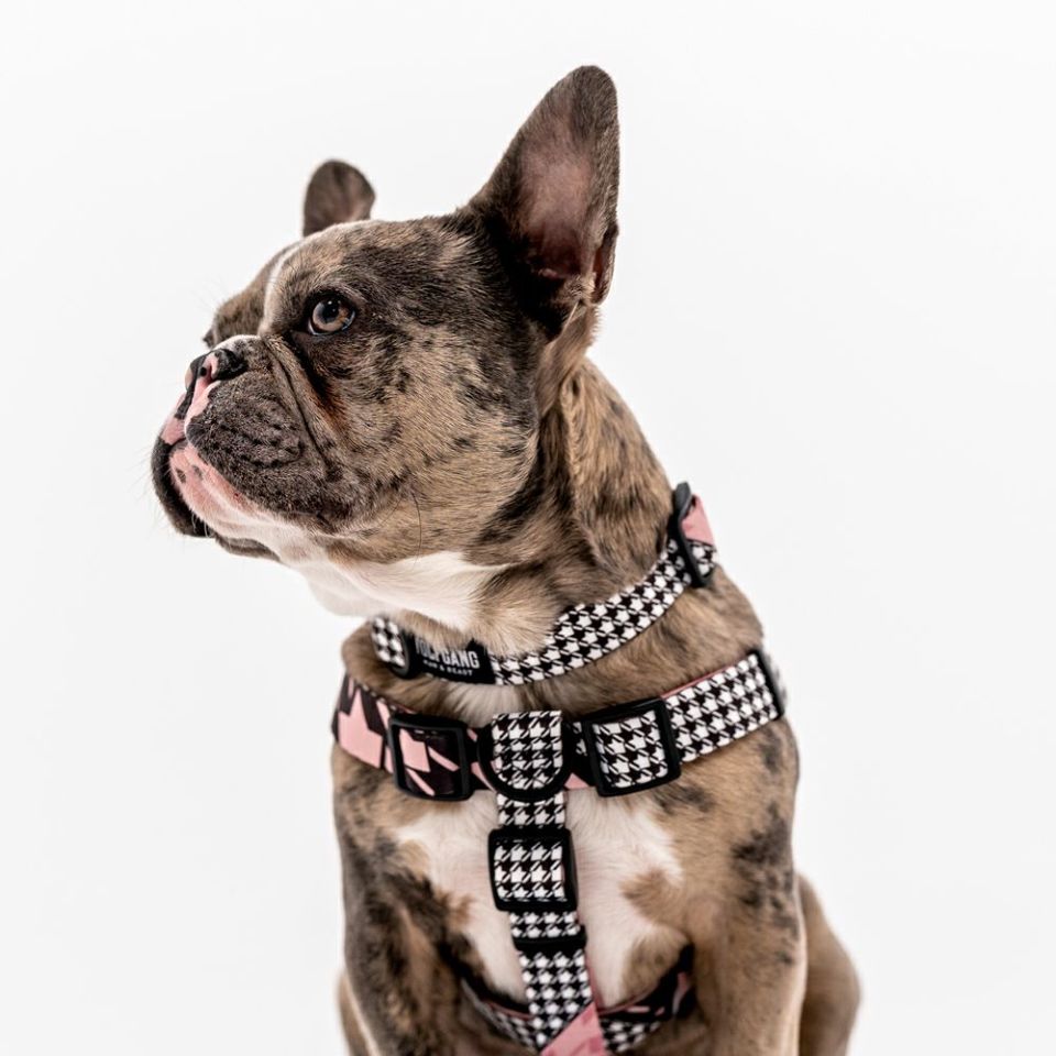 HoundsPink HARNESS ( M size )