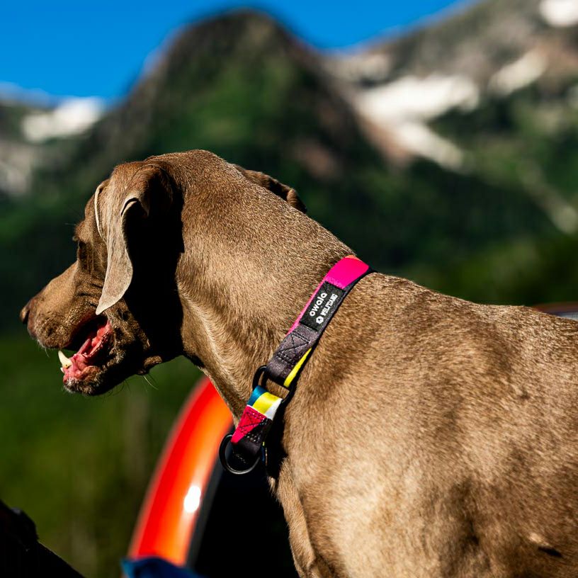 BoneYard Harness ( M size ) | WOLFGANG