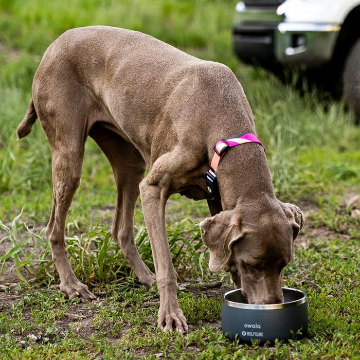 BoneYard Harness ( M size ) | WOLFGANG