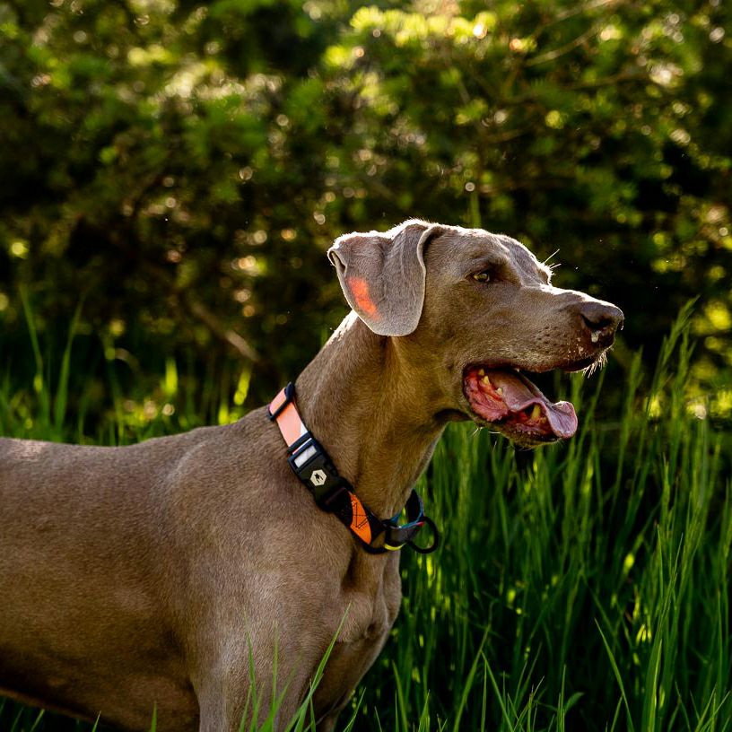 BoneYard Harness ( M size ) | WOLFGANG