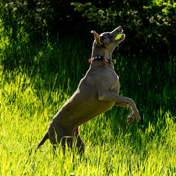 BoneYard Harness ( M size ) | WOLFGANG