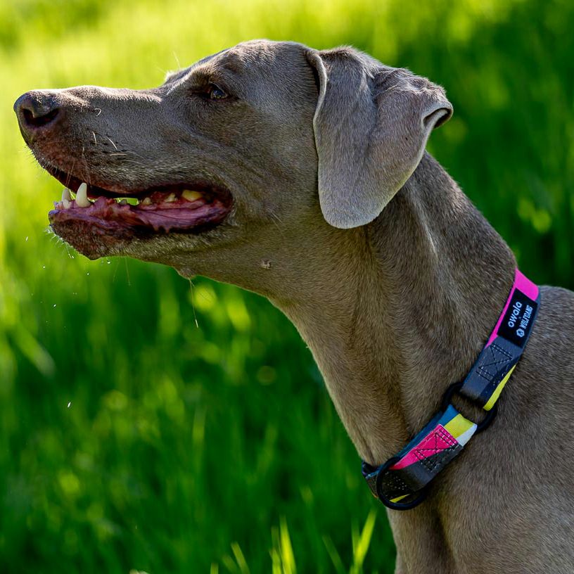 BoneYard Harness ( M size ) | WOLFGANG