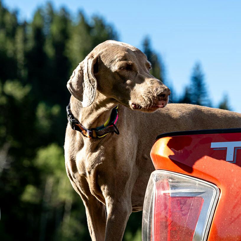 BoneYard Harness ( M size ) | WOLFGANG