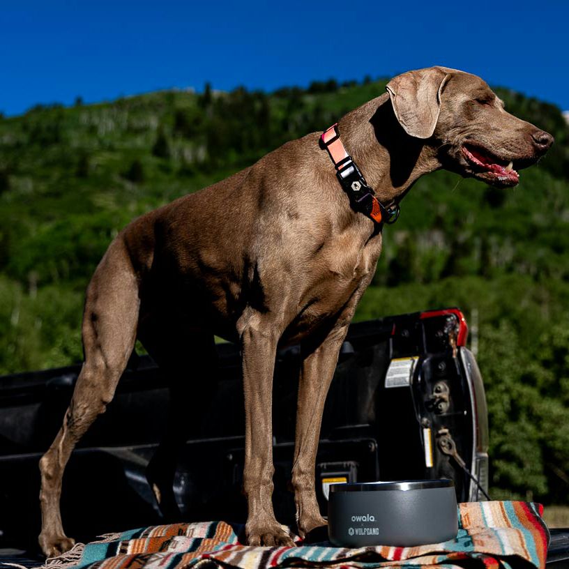 BoneYard Harness ( M size ) | WOLFGANG