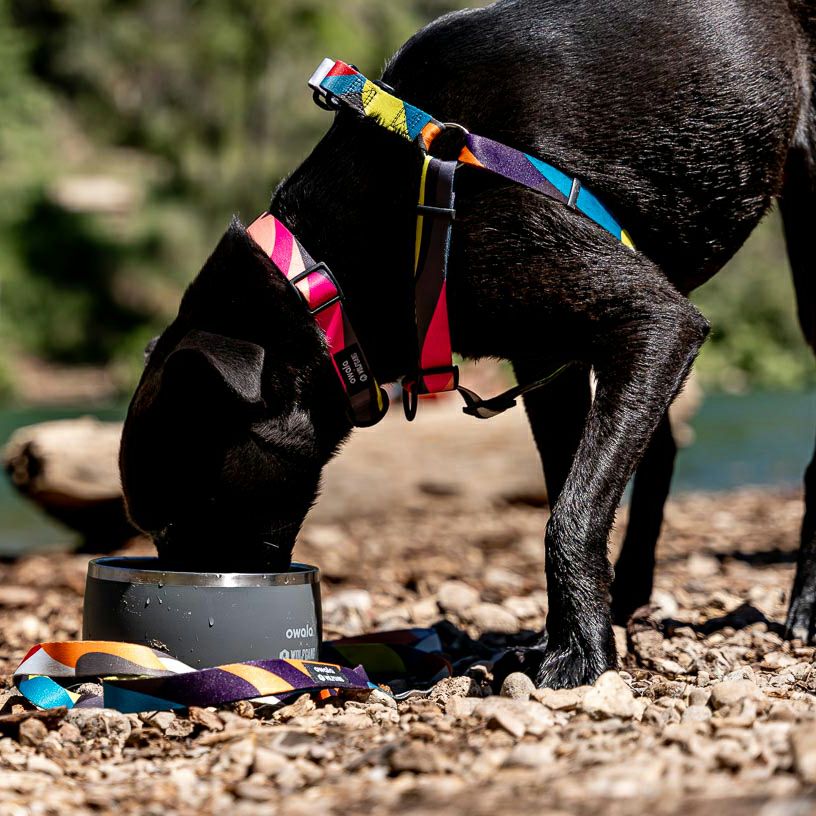 WOLFGANGボーンヤードBoneYardハーネスリードセットMサイズ BoneYard Harness ( M size ) | WOLFGANG