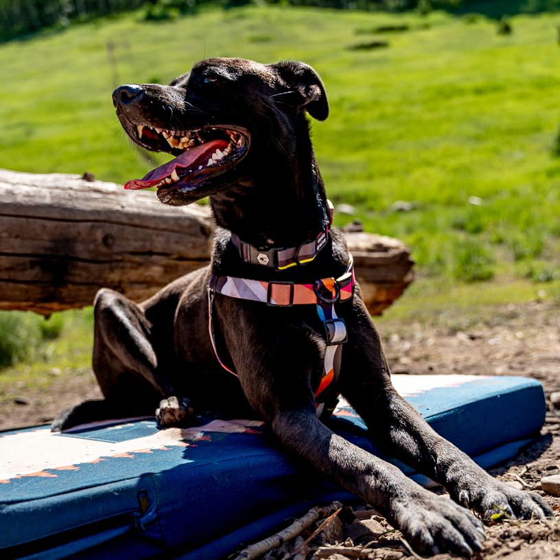 WOLFGANGボーンヤードBoneYardハーネスリードセットMサイズ BoneYard Harness ( M size ) | WOLFGANG
