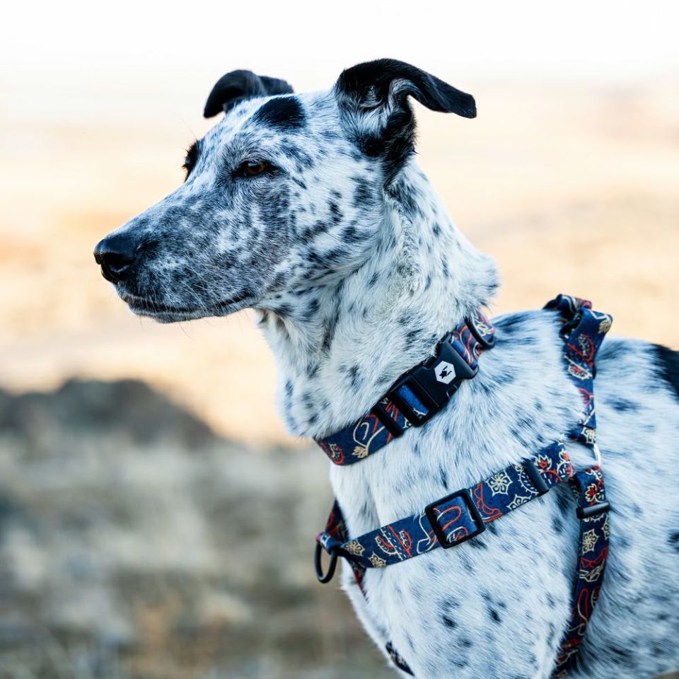 SandFlats Harness ( L size ) | WOLFGANG