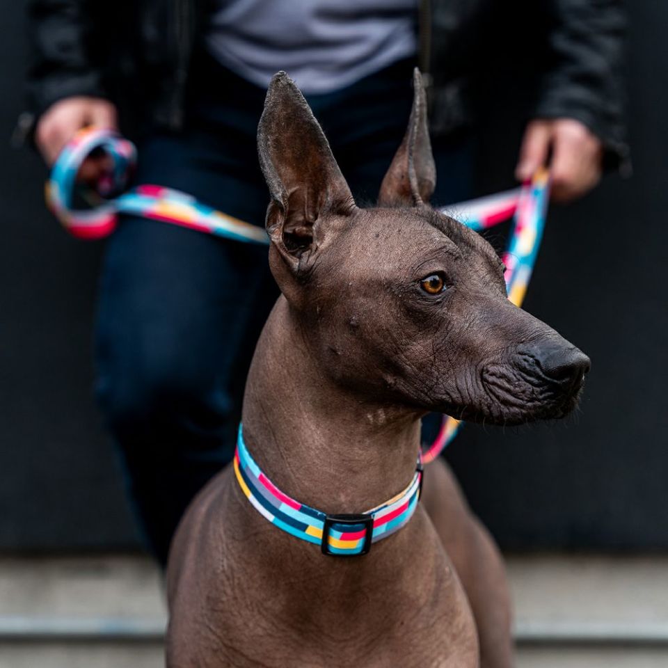 MixTape Collar ( L size ) | WOLFGANG