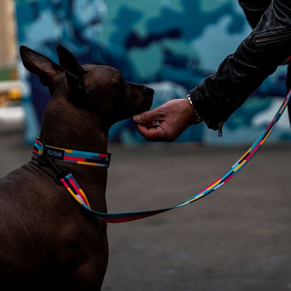 MixTape Collar ( M size ) | WOLFGANG