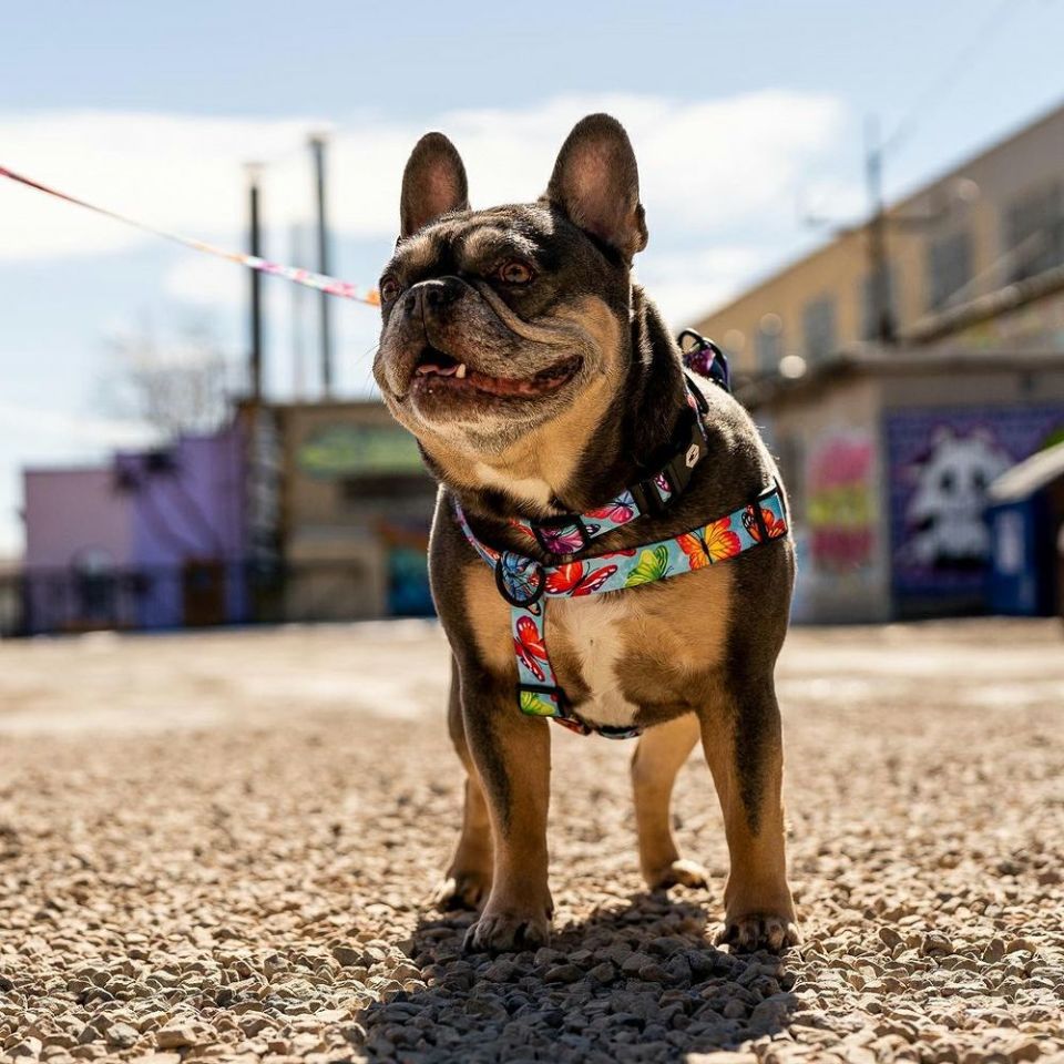 FlutterColor Collar ( M size ) | WOLFGANG