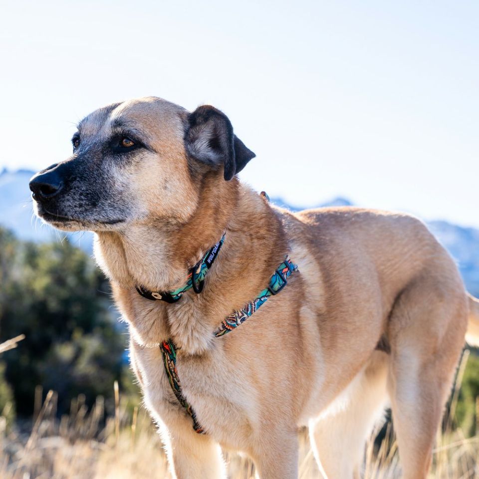 WildWolf COLLAR ( S size ) | WOLFGANG