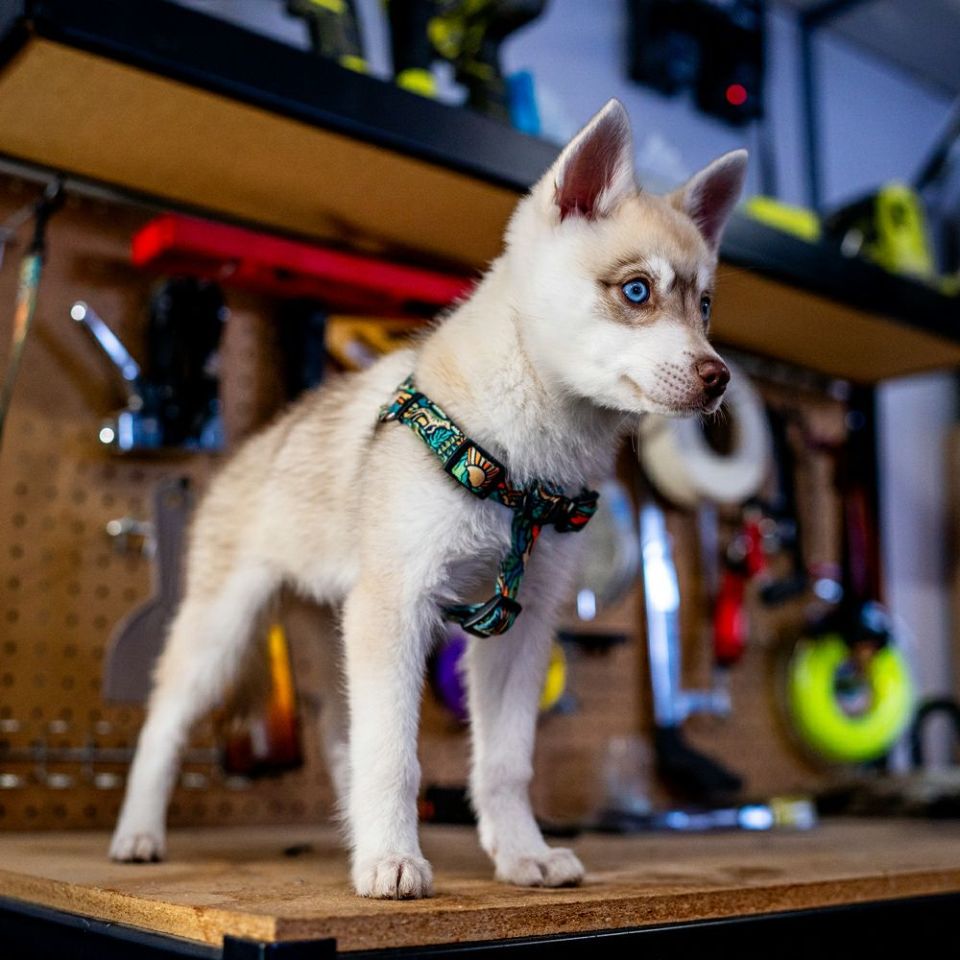 WildWolf Harness ( XL size ) | WOLFGANG