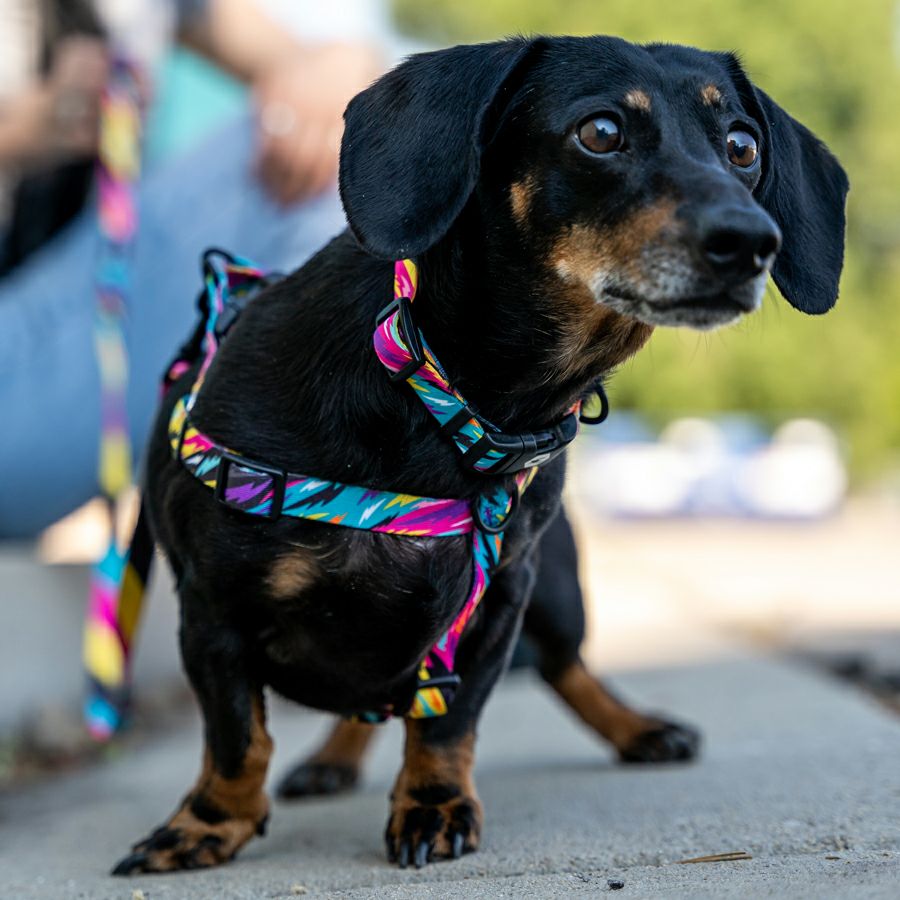 FuzzyTails Collar ( S size ) | WOLFGANG