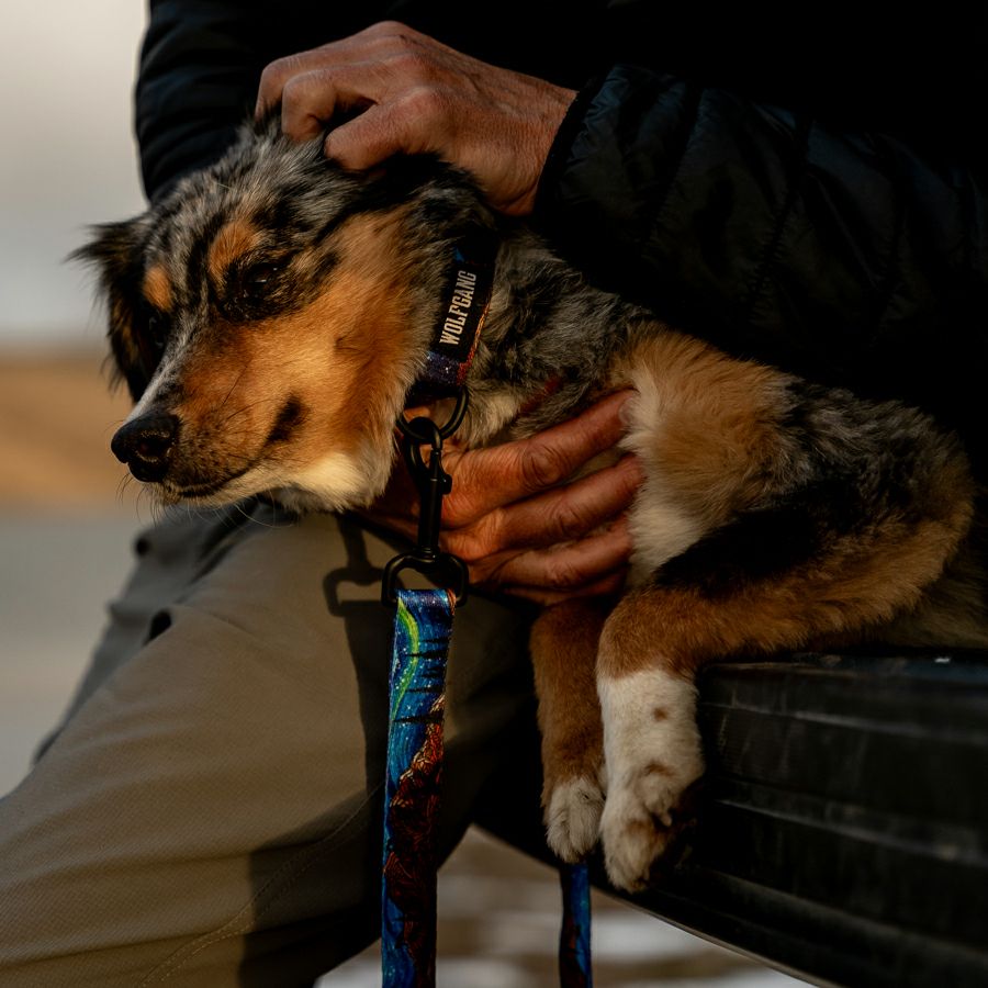 スターリーウルフ